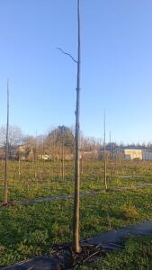 Paulownia en France - 4 January 2026