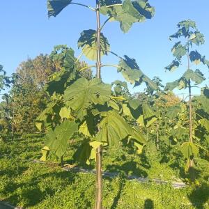 Paulownia en France - 17 October 2025