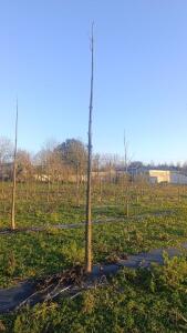 Paulownia en France - 4 January 2026