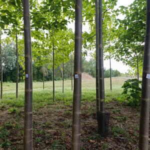 Paulownia en France - 30 August 2025