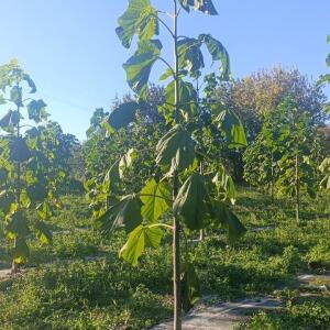 Paulownia en France - 17 October 2025