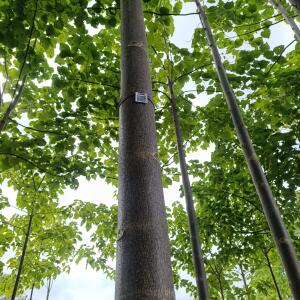 Paulownia en France - 30 August 2025