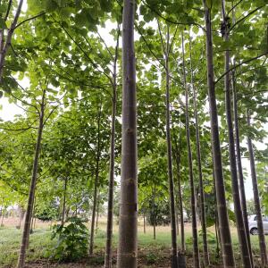 Paulownia en France - 30 August 2025