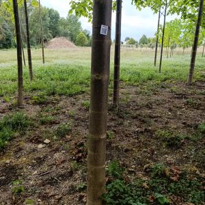 Paulownia en France - 30 August 2025