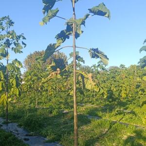 Paulownia en France - 17 October 2025