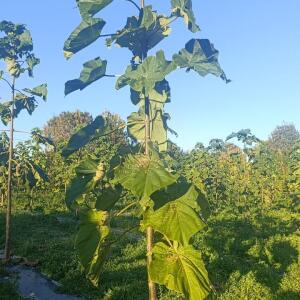 Paulownia en France - 17 October 2025
