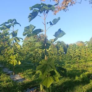 Paulownia en France - 17 October 2025
