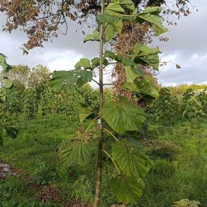 Paulownia en France - 20 October 2025