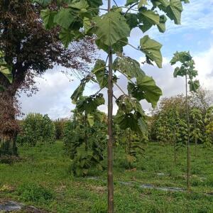 Paulownia en France - 20 October 2025