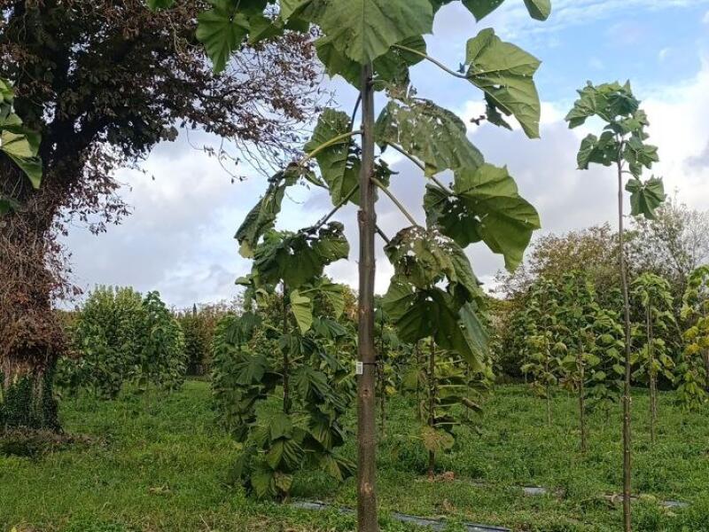 Paulownia en France