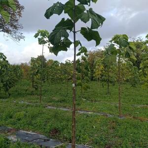 Paulownia en France - 20 October 2025
