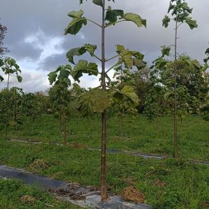 Paulownia en France - 20 October 2025