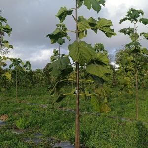 Paulownia en France - 20 October 2025