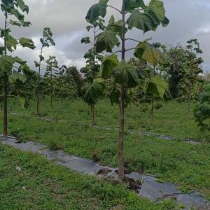 Paulownia en France - 20 October 2025