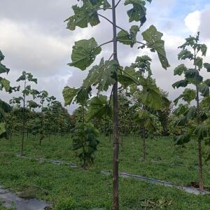 Paulownia en France - 20 October 2025