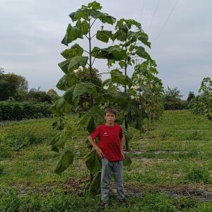 Paulownia en France - 19 October 2025