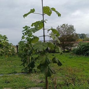 Paulownia en France - 19 October 2025
