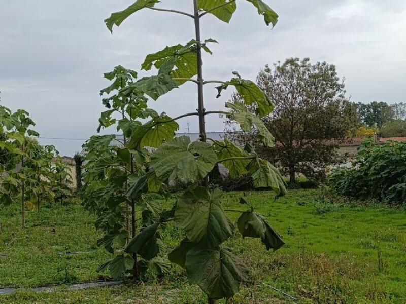 Paulownia en France
