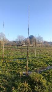 Paulownia en France - 4 January 2026