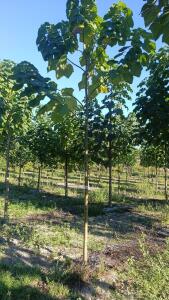 Paulownia en France