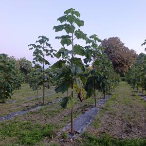Paulownia en France - 18 September 2025