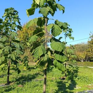 Paulownia en France - 17 October 2025