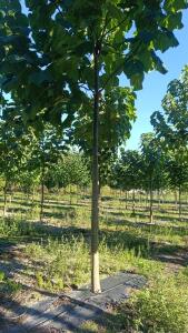Paulownia en France