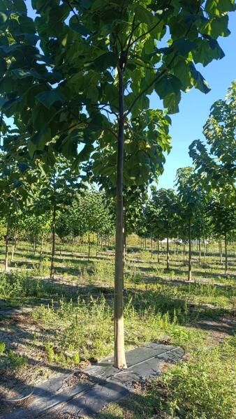 Tree #1168