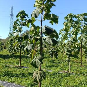Paulownia en France - 17 October 2025