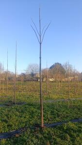 Paulownia en France - 4 January 2026