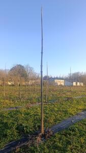 Paulownia en France - 4 January 2026