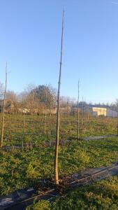 Paulownia en France - 4 January 2026