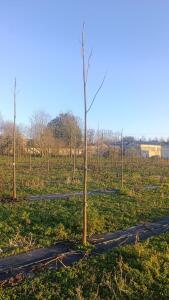 Paulownia en France - 4 January 2026