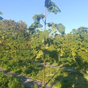Paulownia en France - 17 October 2025