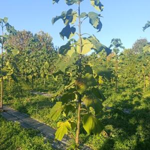 Paulownia en France - 17 October 2025