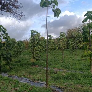 Paulownia en France - 20 October 2025