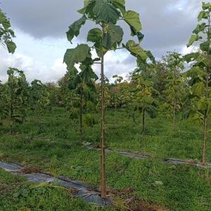 Paulownia en France - 20 October 2025