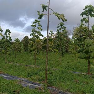 Paulownia en France - 20 October 2025