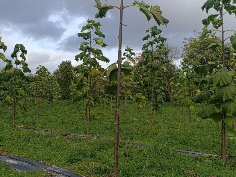 Paulownia en France