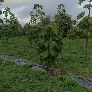Paulownia en France - 20 October 2025