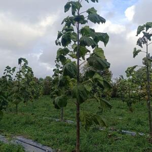 Paulownia en France - 20 October 2025