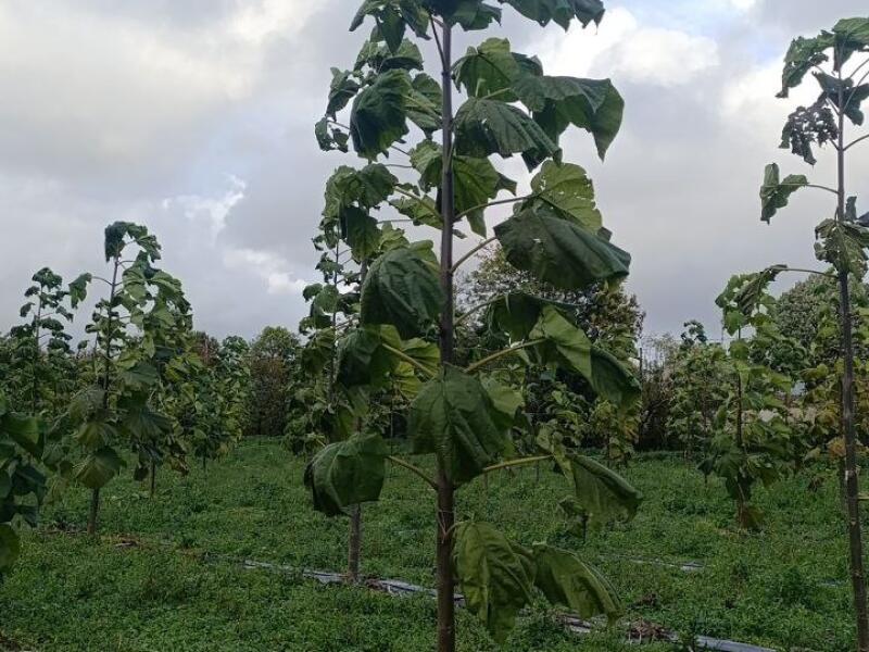 Paulownia en France