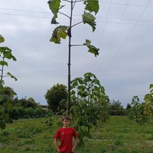 Paulownia en France - 19 October 2025