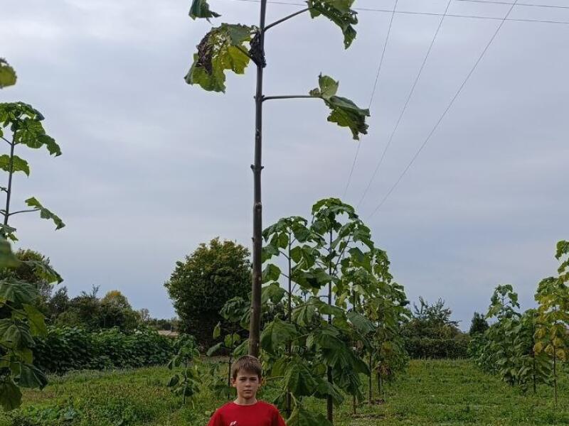 Paulownia en France