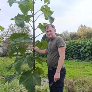 Paulownia en France - 19 October 2025