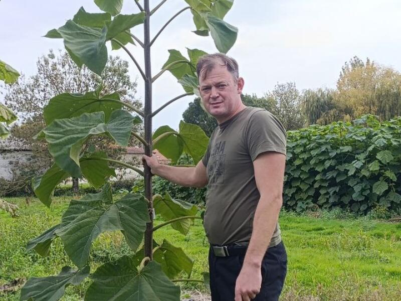 Paulownia en France