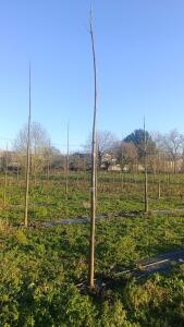 Paulownia en France - 4 January 2026