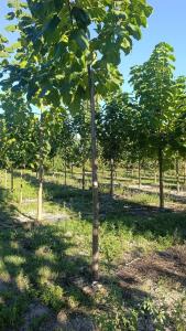 Paulownia en France