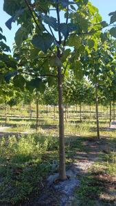 Paulownia en France
