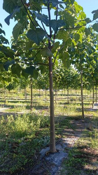 Tree #1188